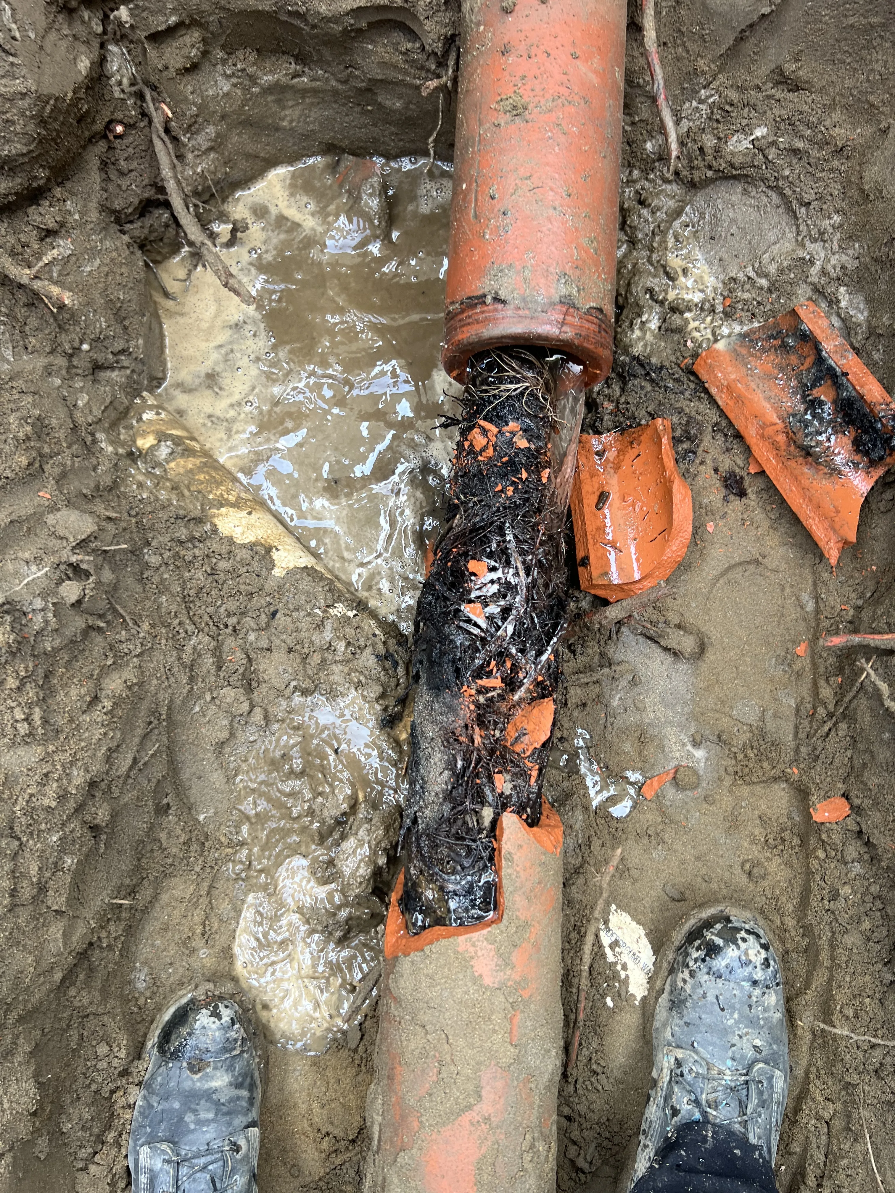 Exposed sewer line showing root intrusion and pipe break during excavation