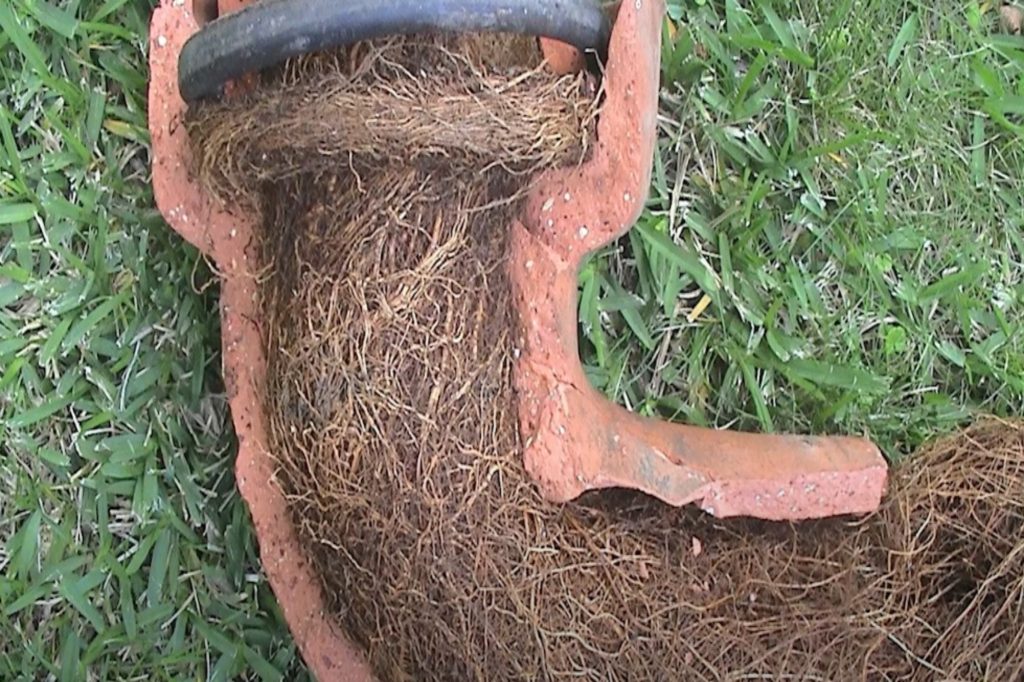 tree roots in pipes