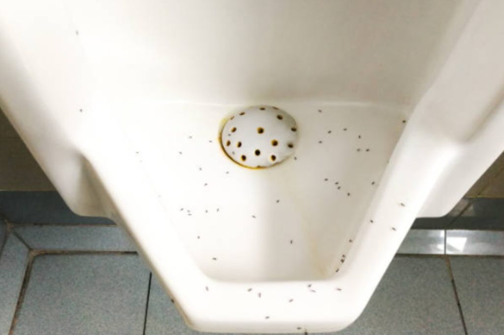 Why are there ants in my bathroom